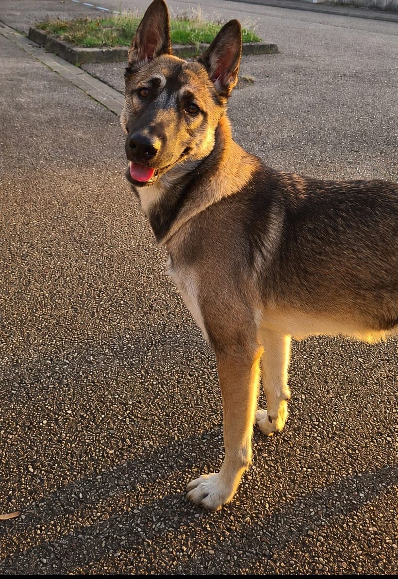 Kala, la vraie chienne : malinois croisé husky